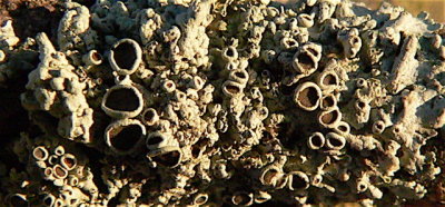 Unworldly Lichens