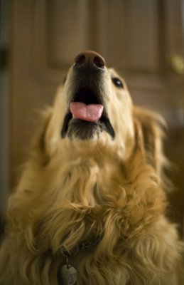 max - 5 yrs