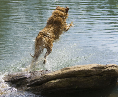 Maximus at the Chattahoochee - March 8, 2009