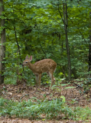 deer