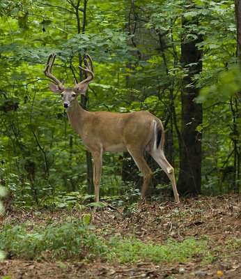 deer