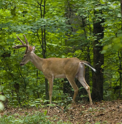 deer