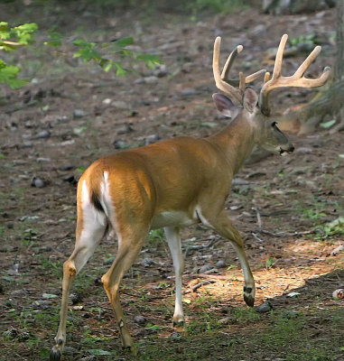 deer
