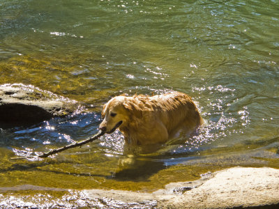 Maximus at the Chatthoochee - October 10, 2010