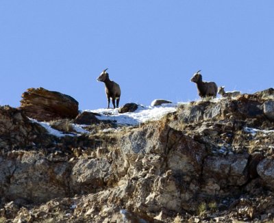 national elk refuge, jackson hole, wyoming