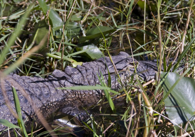 the florida everglades - 01/2008