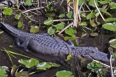 the florida everglades - 01/2008