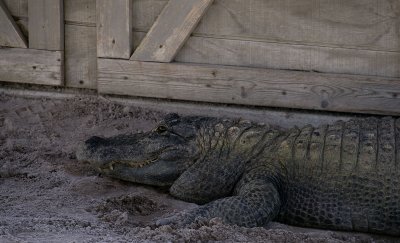 the florida everglades - 01/2008