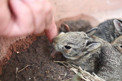 Baby Rabbits