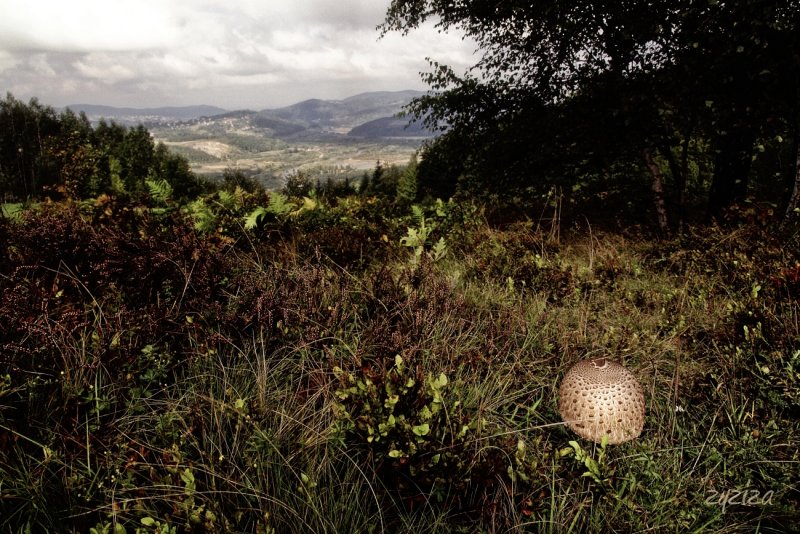 from mushroom pov