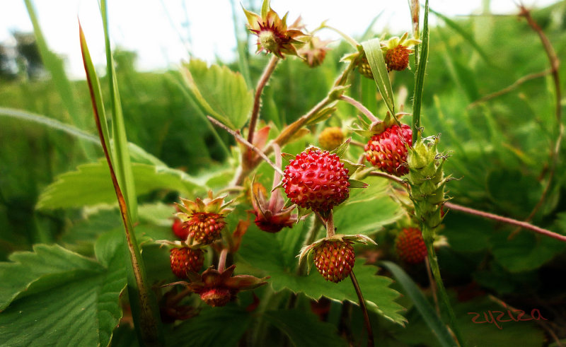 wild strawberries