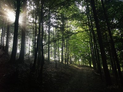 shady path