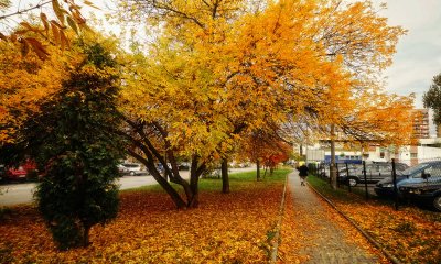 yellow autumnal vortex