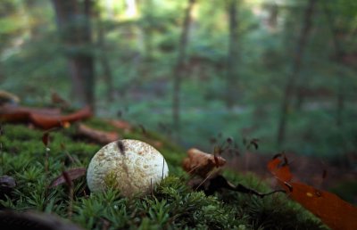 mushroom looks into the valley