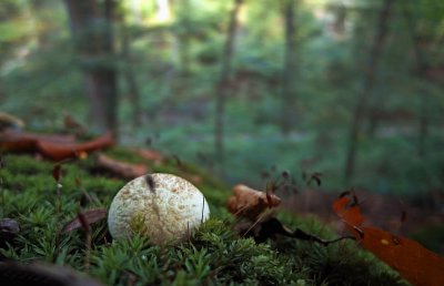 mushroom looks into the valley