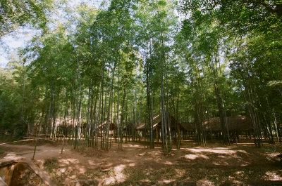 215 Bamboo forest.jpg