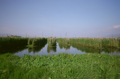 220 Floating tomato gardens.jpg