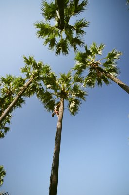 540 Toddy palm farmer.jpg
