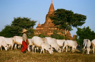 574 Bagan shepherd.jpg
