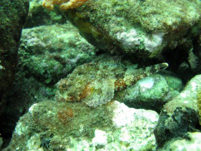 Pedra