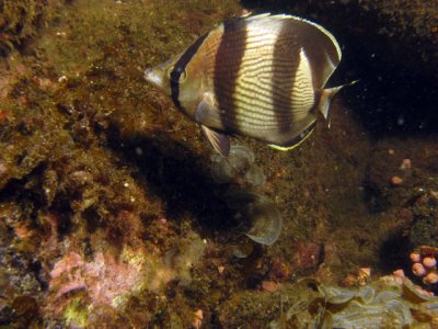 g1/82/813382/3/92531399.YLDec2Rz.jpg