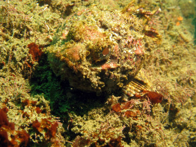 Pedra.jpg