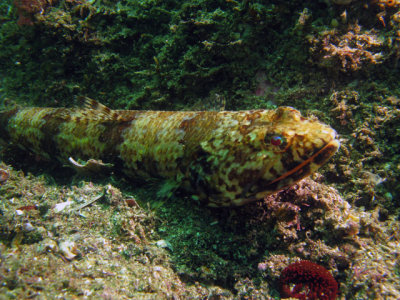 Lagarto_2.jpg