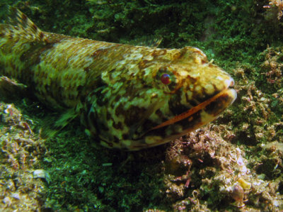 Lagarto_3.jpg