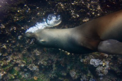 Sea Lion,Galpagos Islands