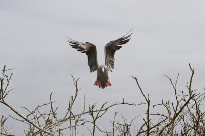 Red-footed Booby