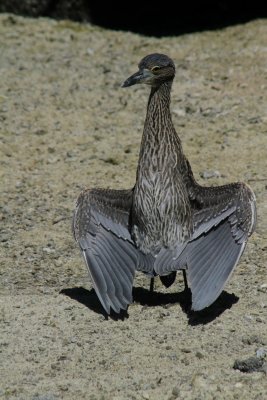 Flightless Cormorant