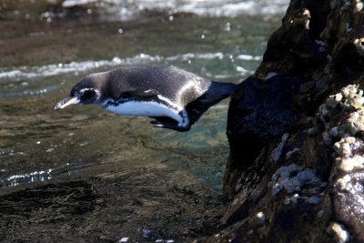 Galpagos Penguin,Galpagos Islands
