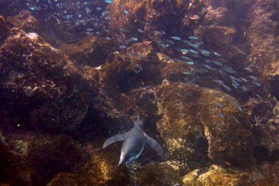 Galapagos Penguin