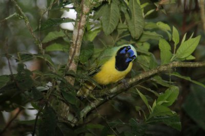 Inca Jay