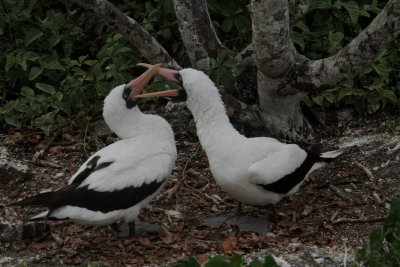 Nazca Boobies