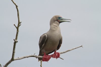 Red-footed Booby