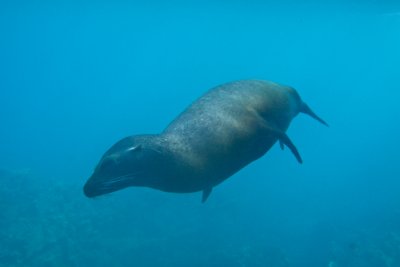 Sea Lion