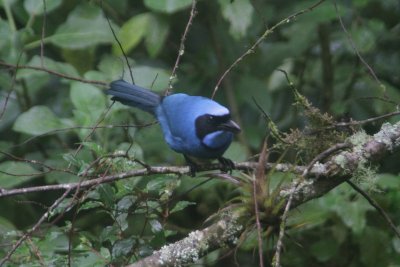 Turquoise Jay