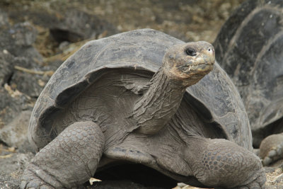 Galapagos