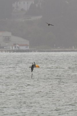 Pelican diving for food