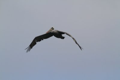 Pelican