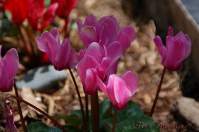 DSC_0038.jpg