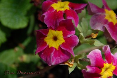 DSC_0039.jpg