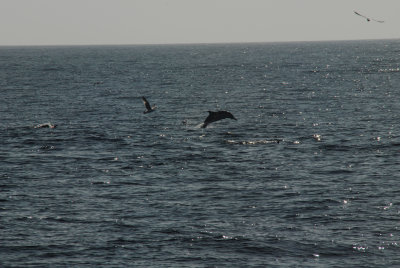 DSC_1695.JPG