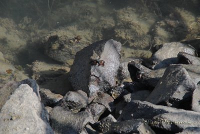 Crab.jpg