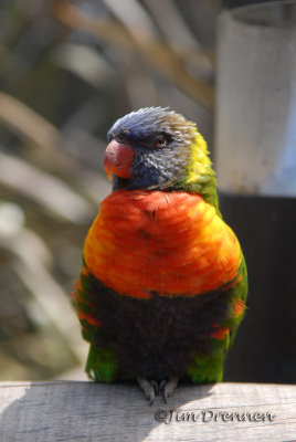Bird.jpg