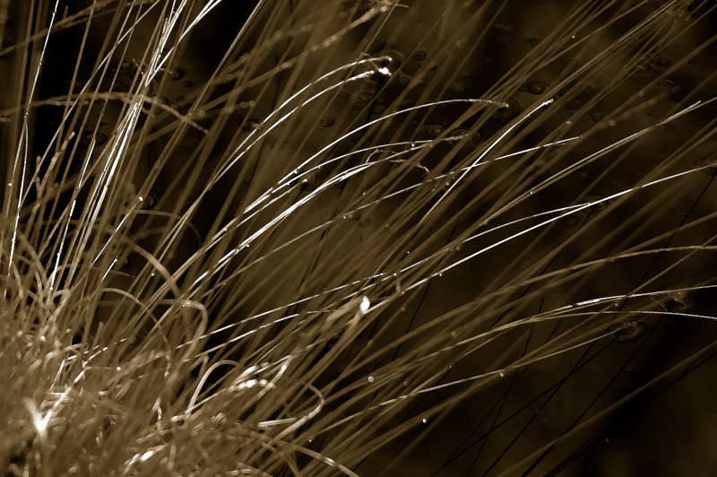 Grass
