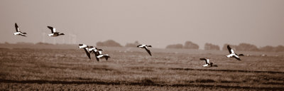 Vlucht bergeenden