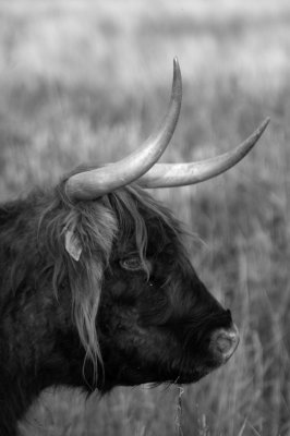 Scottish Highland cow