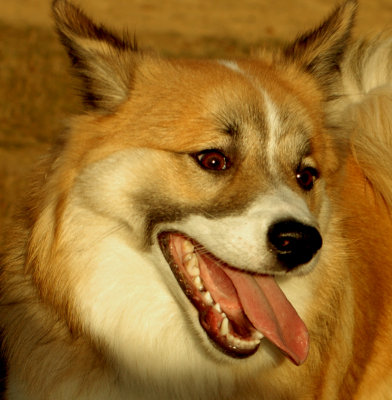 Icelandic dog